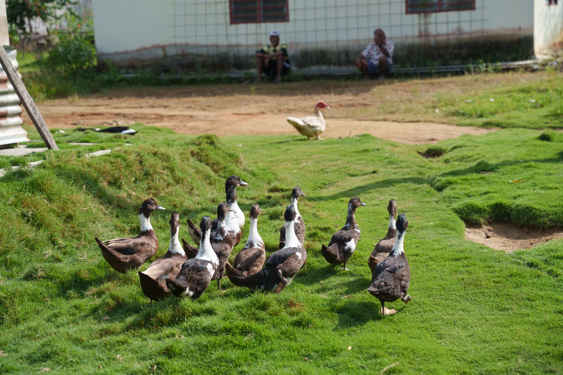 Ducks crossing a green clearing between village homes